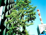 銀座オフィスビル